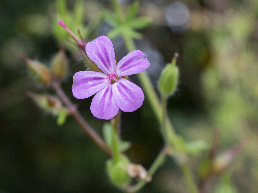 IMAGES\Robertskruid (geranium robertanium)\P1280035_sm.jpg